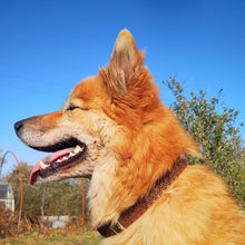 Load image into Gallery viewer, Flower Of Life Dog Collar
